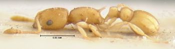 Media type: image;   Entomology 16562 Aspect: habitus lateral view